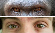 השוואה של אדם לעומת קוף, דימיון