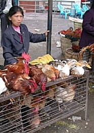 מכירת תרנגולים וברווזים חיים בשוק סיני (צילום: Anniebee's 2001)