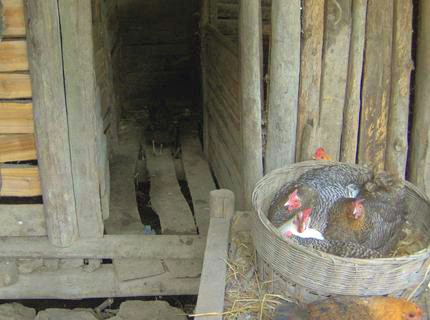 עולם הולך ונעלם: תרנגולות חופשיות שבחרו לרבוץ יחד בסל, מתוך יומנו של מטייל, ג'וליאן טוד, באזור יאנגשו, מאי...