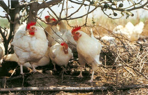 מדי פעם עלתה תרנגולת על העץ ונאחזה בענף