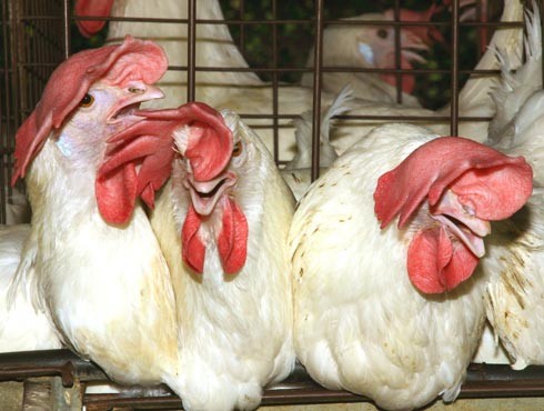 בכל תא מצופפות ארבע תרנגולות, כשהשטח המוקצב לכל תרנגולת הוא כגודלה של מרצפת קטנה