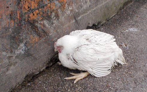 תרנגול מחוץ למשחטה. כנראה הצליח להימלט בעת ההובלה.