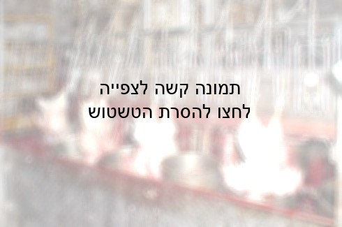 תלויים במצבטי מתכת המחוברים למסוע לאחר השחיטה, התרנגולים עדיין בהרכה ומנסים להיאבק על חייהם.