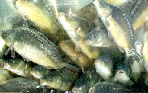 הדגים מוחזקים על סף חנק תמידי בגלל הקושי לספק חמצן לבריכות כה גדולות וצפופות