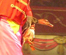 במהלך ההופעה (23.3), הברווז מוחזק באגרסיביות.