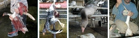 תמונות שזכו לחשיפה רבה בקמפיין נגד פיטום אווזים, מימין לשמאל: הלעטת אווז בכפייה 