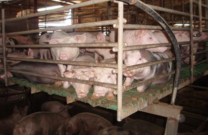 חזירים צעירים במפלס מוגבה על גבי רצפת פלסטיק מחורצת, שמתפקדת באופן זהה לרצפת טפחות. בהיעדר מתקן אוטומטי...