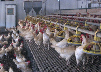 לול חופש כמערכת תעשייתית עם טיפול ישיר מזערי בתרנגולות: שני צינורות אספקת מזון 
