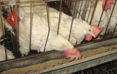 תרנגולות בלול סוללות עם מתקני שתייה ואכילה אוטומטיים. בליטות הברזל בתוך האבוס הן מנגנון הסעת המזון 