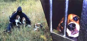 תיעוד של הצלת כלבים. תמונה באזור שדה טבעי של פעיל זכויות בעלי חיים עם כלבים.
