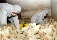 עובדי בריאות סיניים בודקים תרנגולים בלול באורומקי, באזור קסינג'יאנג הצפון-מערבי של סין, 17.11.2005 (AFP).