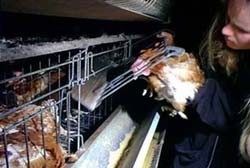 פעיל זכויות בעלי חיים מוציא תרנגולת מתוך כלוב בזמן הצלות תרנגולות מלול.