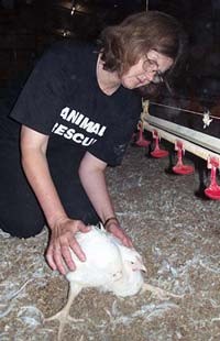 פעילה למען זכויות בעלי חיים ניגשת לתרנגולת מעוות גנטית שלא מסוגלת לעמוד על רגליה.