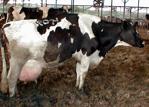 הפרה בתעשיית החלב נועדה להפריש חלב בכמויות, שימוטטו את השלד שלה מעודף משקל וממחסור בסידן