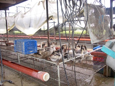 אווזים במפטמה לאחר כניסת האיסור לתוקף, באפריל 2006