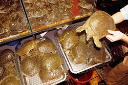 צבים מוצעים למכירה בשוק בבייג'ינג (צילום: WWF-Canon / Michel Gunther)