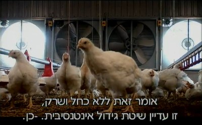 מתוך: תרנגולות – לחופש נולדו (וואלה! / yes)