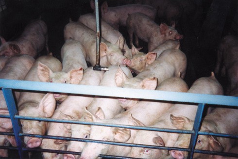 צפיפות וזיהום טיפוסיים בדיר חזירים. מקור: Animal Rights Media Online Depository (נמסר: 19.9.2004).
