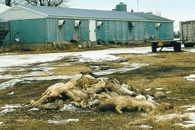 תמונות אלה, של גופות חזירים שנזרקו לשלג מתוך דיר, צולמו ב-16.1.2000 במדינת מונטנה, על-ידי Compassionate Action For Animals....