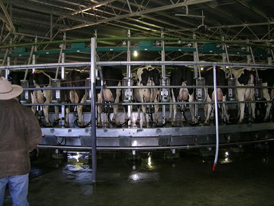 רפת חלב תעשייתית בניו סאות' וויילס, אוסטרליה, מאי 2009. צילום: Cgoodwin.