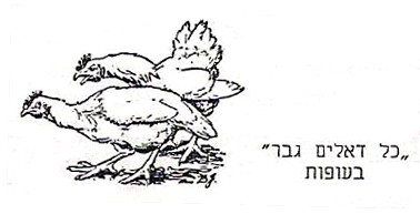 איור למאמר של רטה, בעיית הניקור בעופות , 1949.