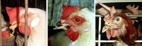 לעתים הקיטום אינו מצליח גם במונחים של חסידי הקיטום, עד כדי כך שהתרנגולת מתקשה לאכול כי המקור קצר מדי או...