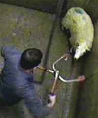 פועל עומד ללכוד את ראשה של כבשה במלקחי הימום חשמליים. (Animal Aid)