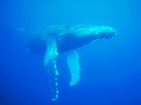 יאן קמפבל, יעלה בפני המדינות החברות ב-IWC הצעה לאסור באופן קבוע כל ציד מסחרי של לוויתנים