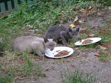 מאכילי החתולים הפכו לגורם חסר תקדים בהשפעתו על התרבות החתולים, ולכן כל הצעת מדיניות בנושא חייבת להיעשות...