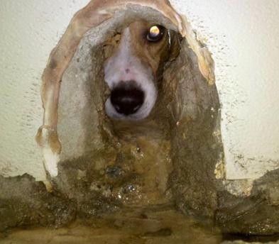 כלבים רבים ניסו להידחס דרך החורים בקיר, שנועדו לניקוז שפכים, בניסיון נואש לצאת מכלוביהם. (צילום: PETA)