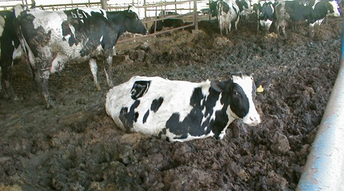פרות על גבי שכבה עמוקה של צואה ובוץ בבאר טוביה, פברואר 2003