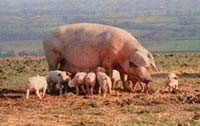 חזירה מניקה חזרזירים במשק כפרי, הצורה שנפוצה ביותר לגידול חזירים בפולין עד השתלטותו של תאגיד החזירים...