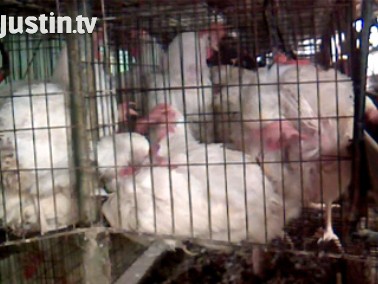 למעלה: שלוש התרנגולות כשהן עומדות זו לצד זו לעומק הכלוב 