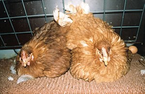 שתי תרנגולות יושבות בתוך כלוב. בצד יש ביצה ונוצות מפוזרות.