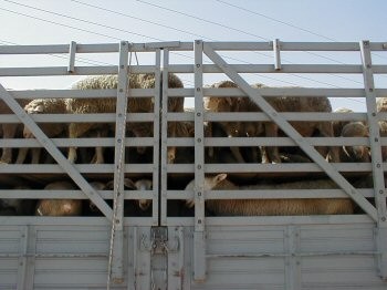 הובלת כבשים, אילת 2002. התקנות יאפשרו להטיל קנס בסך 3,000 ש ח על כל בעל-חיים המצופף מעבר לגבול המותר.