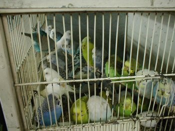 תוכים מוחזקים בכלוב בחנות חיות בעפולה. לאחרונה התקבלו תקנות האוסרות החזקת בעלי-חיים בחנויות בתנאים אלו,...