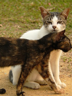 חברות בין חתולים (צילום: Cole Mottram, סינגפור)