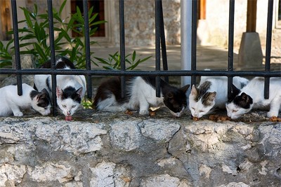 חתולים אוכלים על גדר בית (צילום: /3825807651/Marcel Oosterwijk, בוסניה הרצגובינה)