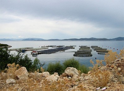 כלובי דגים ביוון (צילום: AlMare)
