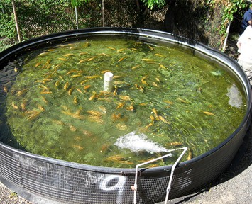 מכל לגידול תעשייתי של דגים (צילום: Bytemarks)
