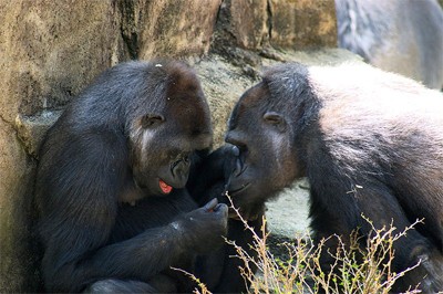 גורילות השפלה בגן חיות: העניין המדעי באמפתיה בקרב חיות מתמקד בקופי-אדם. (צילום: Kabir Bakie)