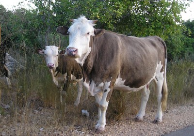 רק מיעוט מכלל העגלים בתעשיית הבשר זוכים לרעות עם אימם, בטרם יופרדו ממנה בכוח. צולם בגליל, 2008.