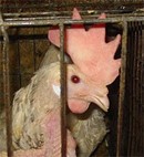 הקלה לתרנגולות בארצות-הברית
