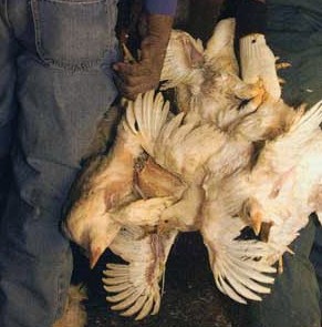 באופן מותר על-פי התקנות: לוכד מחזיק שלושה עופות ביד אחת 