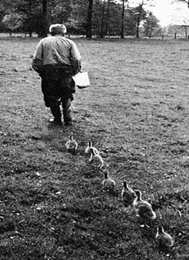 קונרד לורנץ בראש משפחת אווזים: לורנץ אמנם הרבה להחזיק חיות בתנאים לא טבעיים, אך האמין שהן צריכות להיות...