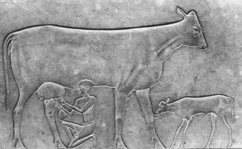פרה נחלבת כאשר העגל שלה קשור לרגלה, במטרה לגרות אותה להניב יותר חלב. תגליף מצרי, סוף האלף השלישי לפנה ס