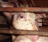 בשר חזיר: חזירים וחזירות