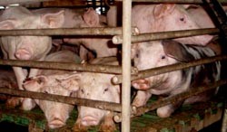 תעשיית החזירים בישראל