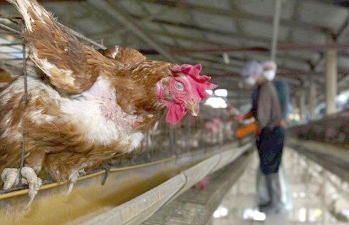 תרנגולת מציצה מלול סוללה באסיה 