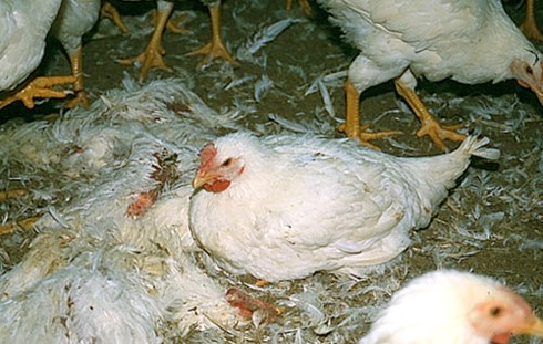 לול רבייה של תרנגולים בתעשיית הבשר, נגוע בשפעת עופות מזן קטלני, בשלבים הראשונים שבהם ניכרים סימנים...